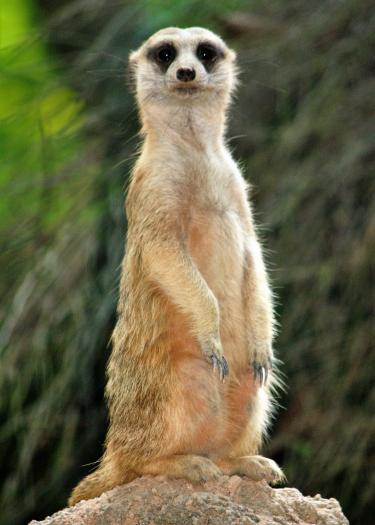 Erdmännchen